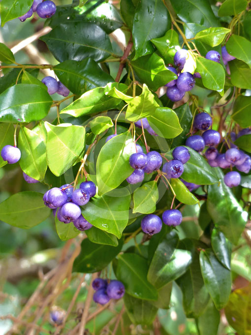 لیلی پیلی آبی - معرفی درختان میوه